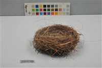 藏品(鳥巢)的圖片